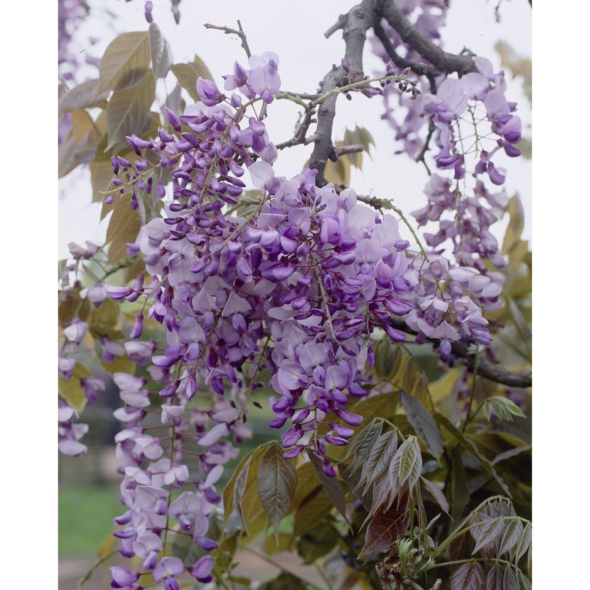 Extra Large Weeping Standard - Wisteria Floribunda Macrobotrys - Extra ...