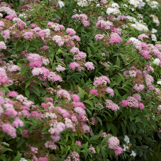 Spiraea japonica 'Genpei'