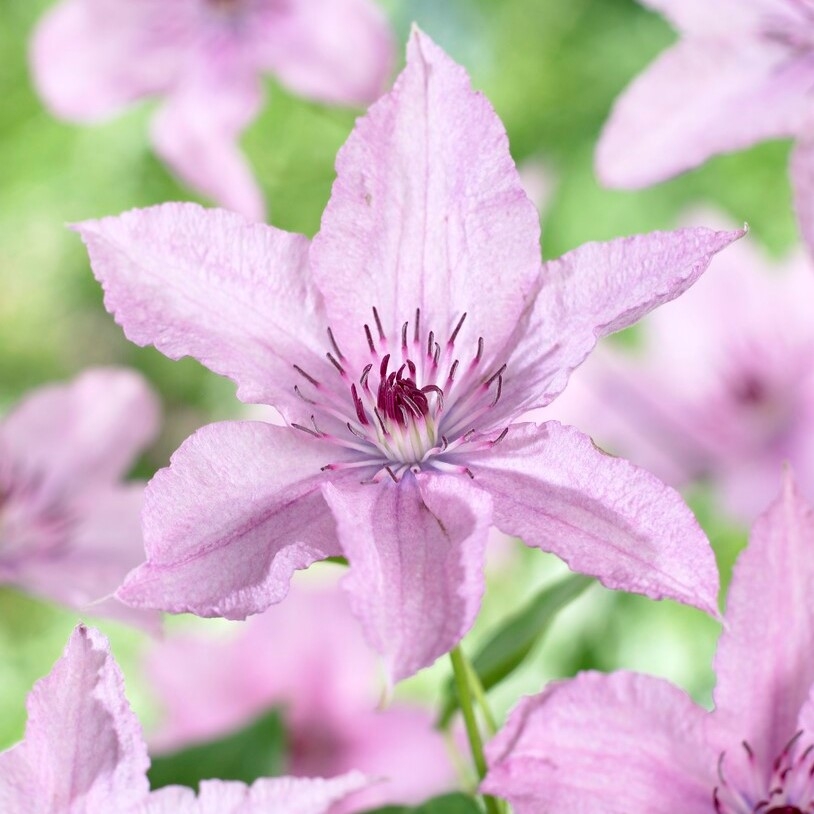 Clematis Hagley Hybrid