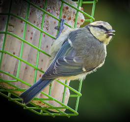 A beginners diary of attracting wild birds to the garden