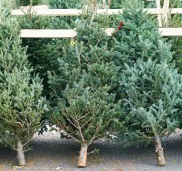 Will there be a Christmas Tree Shortage this year?