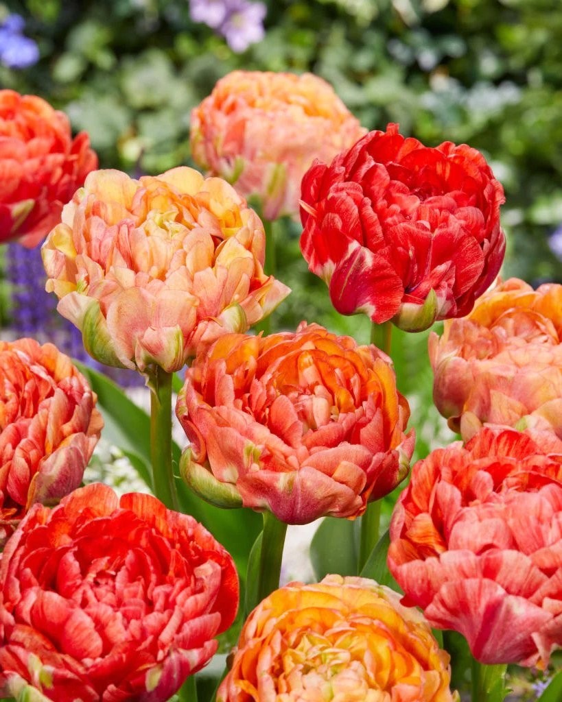 Tulip Gudoshnik Double - Pack of 25 Peony Flowered Double Tulips