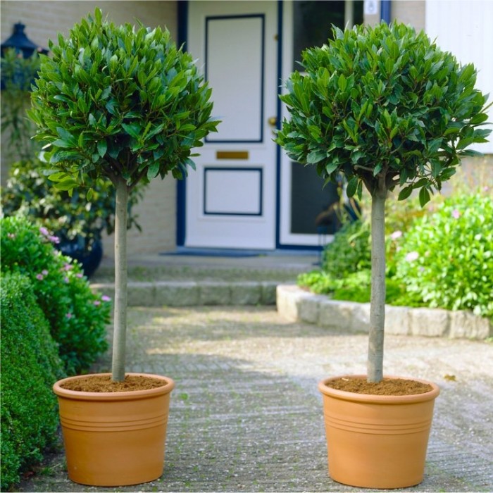tall potted trees