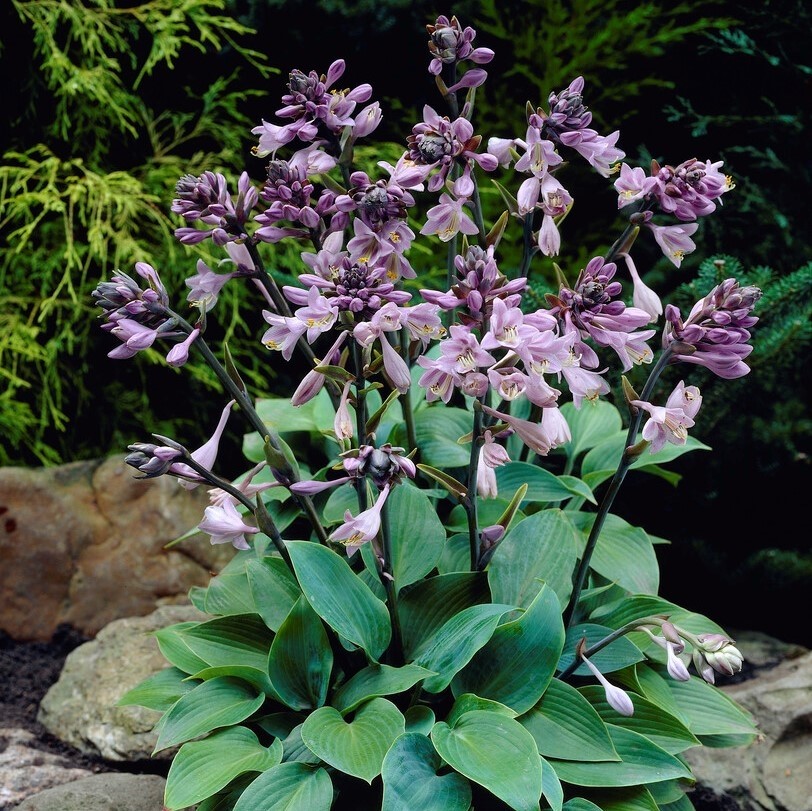 Hosta - 'Halcyon' - Pack of FIVE