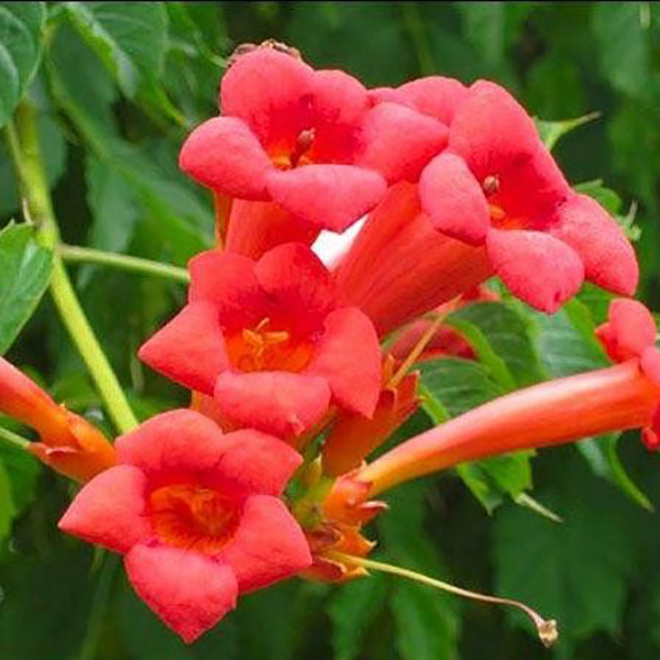 Campsis 'Summer Jazz' Fire Trumpet Red - Trumpet Vine