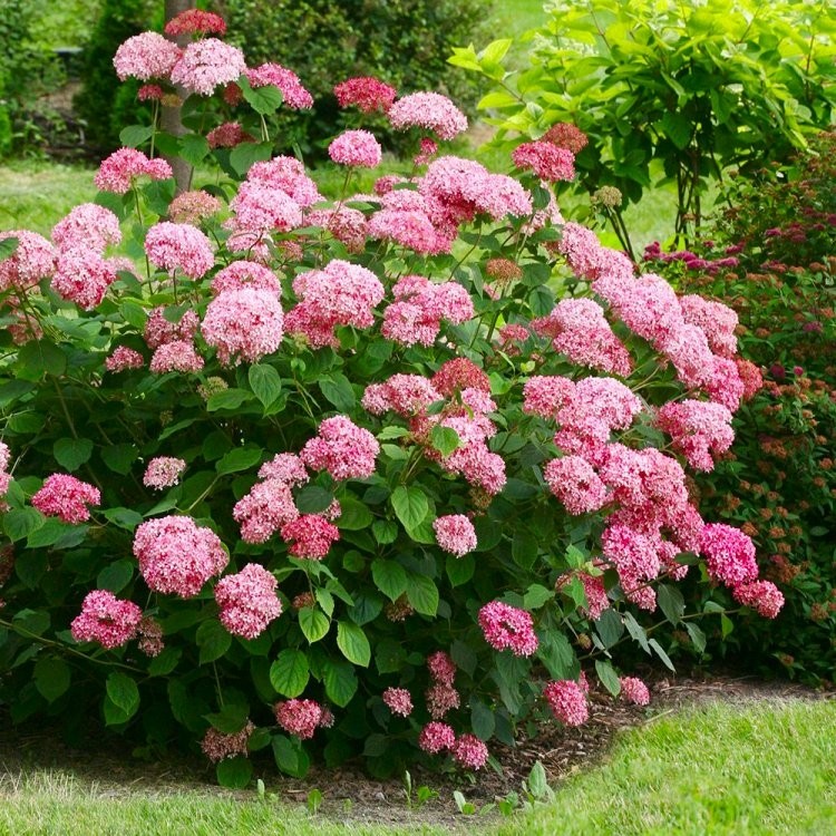 Image of Hydrangea arborescens Sweet Annabelle blue flower