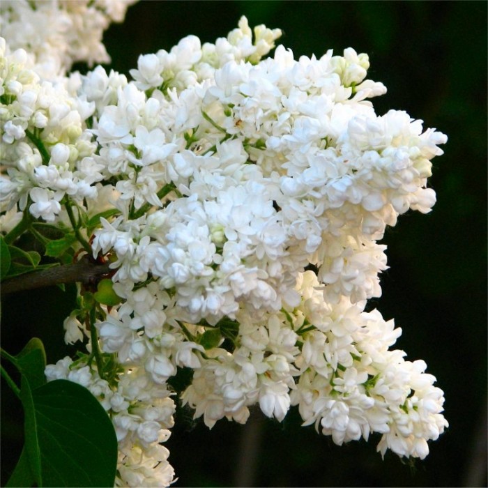 Syringa vulgaris Madame Lamoine - Fragrant White Lilac