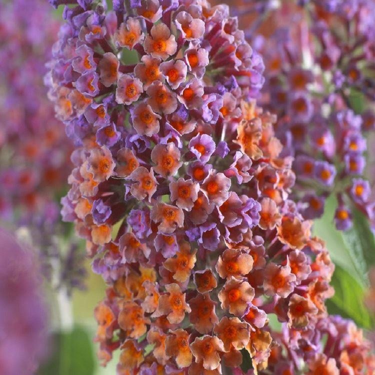 Buddleja Bicolour - Butterfly Bush Buddleia × weyeriana Bicolor - Rare ...