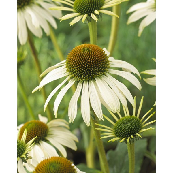 Echinacea plants for sale Buy Echinacea perennials online UK