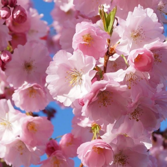 Prunus Accolade - Cherry Blossom Tree - circa 100-120cms