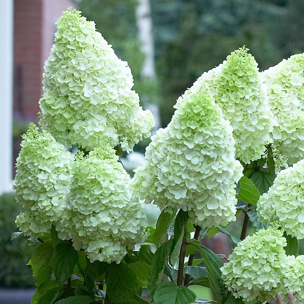 Image of Hydrangea magical moonlight garden