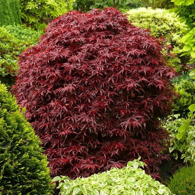 Acer Palmatum Shaina Japanese Maple Large Circa Cm