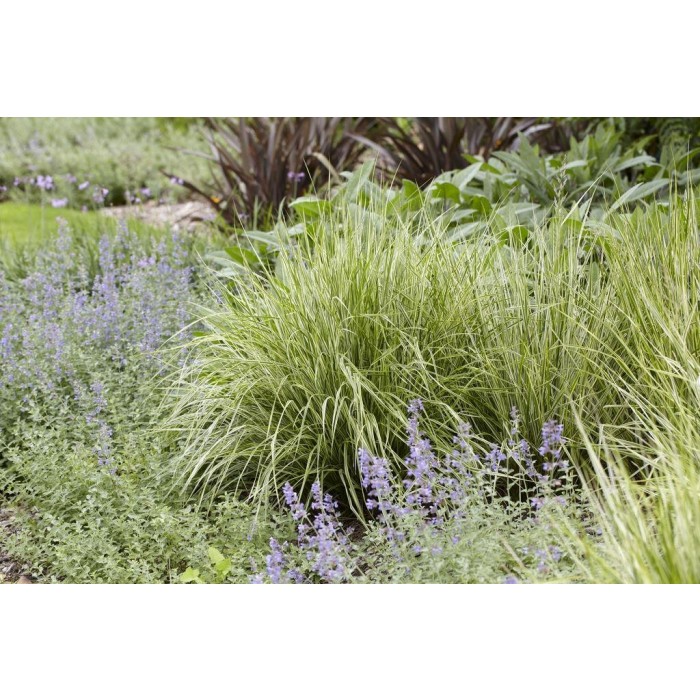 Calamagrostis Acutiflora 'Overdam' - Feather Reed Grass