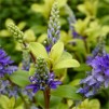 Hebes Collection - Selection of SIX Outstanding Hardy Evergreen Hebe Plants