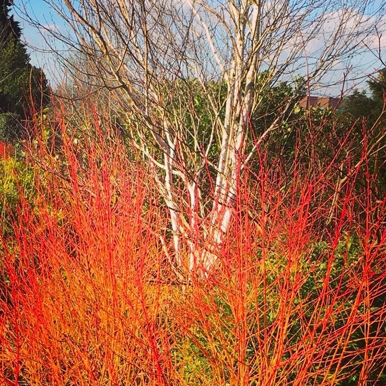 Betula utilis Jacmontii 'Snow Queen' - West Himalayan Birch Tree - 150 ...