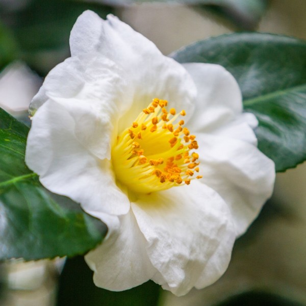 Page 2 | Buy Camellia plants | Camellia shrubs online for UK delivery