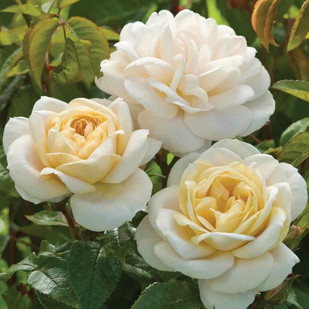 Rose Champagne Moment - Floribunda Bush Rose