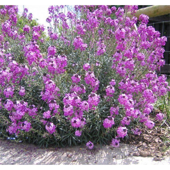 Erysimum Bowles Mauve - Perennial Wallflower - Pack of THREE