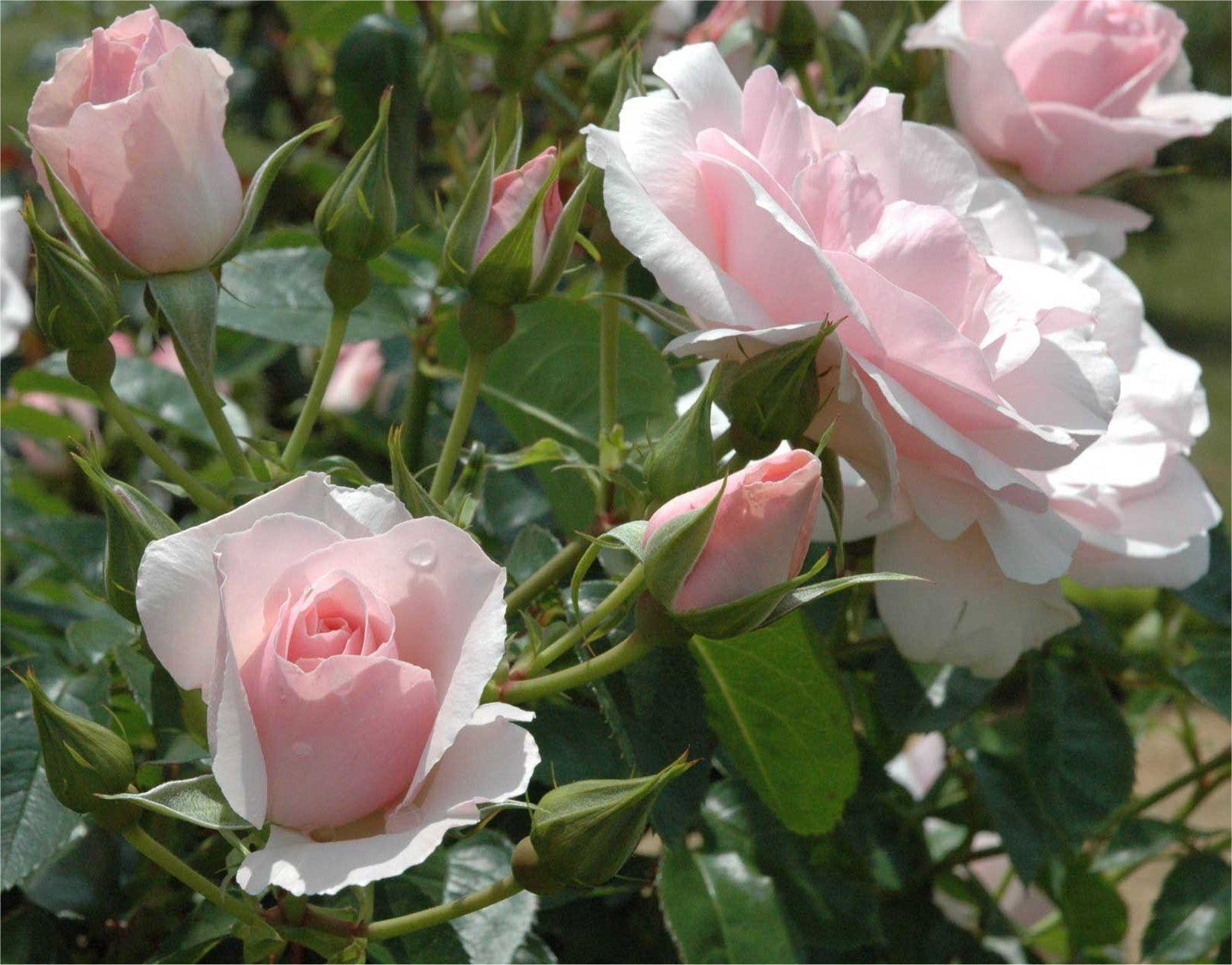 Rose Bride - Hybrid Tea Bush Rose