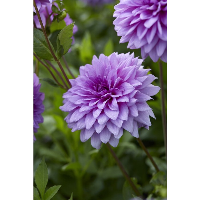 Dahlia Blue Boy   Dahlia Blue Boy 1b8 