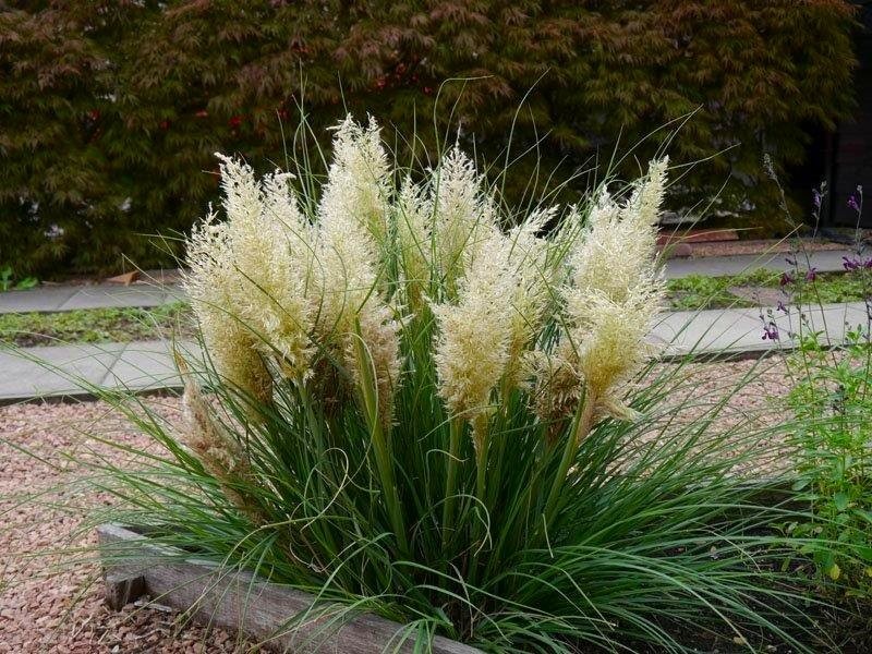 Super Dwarf Pampas Grass Cortaderia Selloana Tiny Pampa 5480