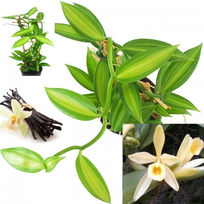 VARIEGATED Vanilla Orchid Plant - Vanilla planifolia - Madagascar ...
