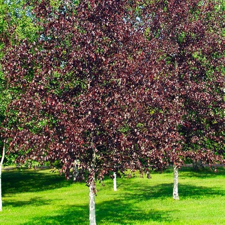 Betula pendula Royal Frost - Birch Tree