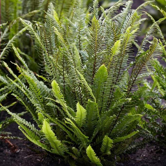 Blechnum spicant - Hard Fern