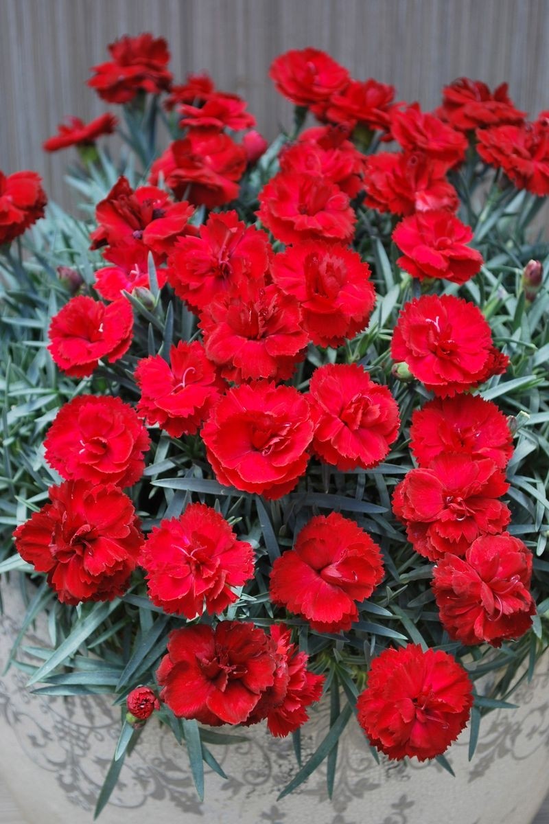 Dianthus Rebekah - Sumptuous Crimson Cherry Red Flowers - In Bud & Bloom