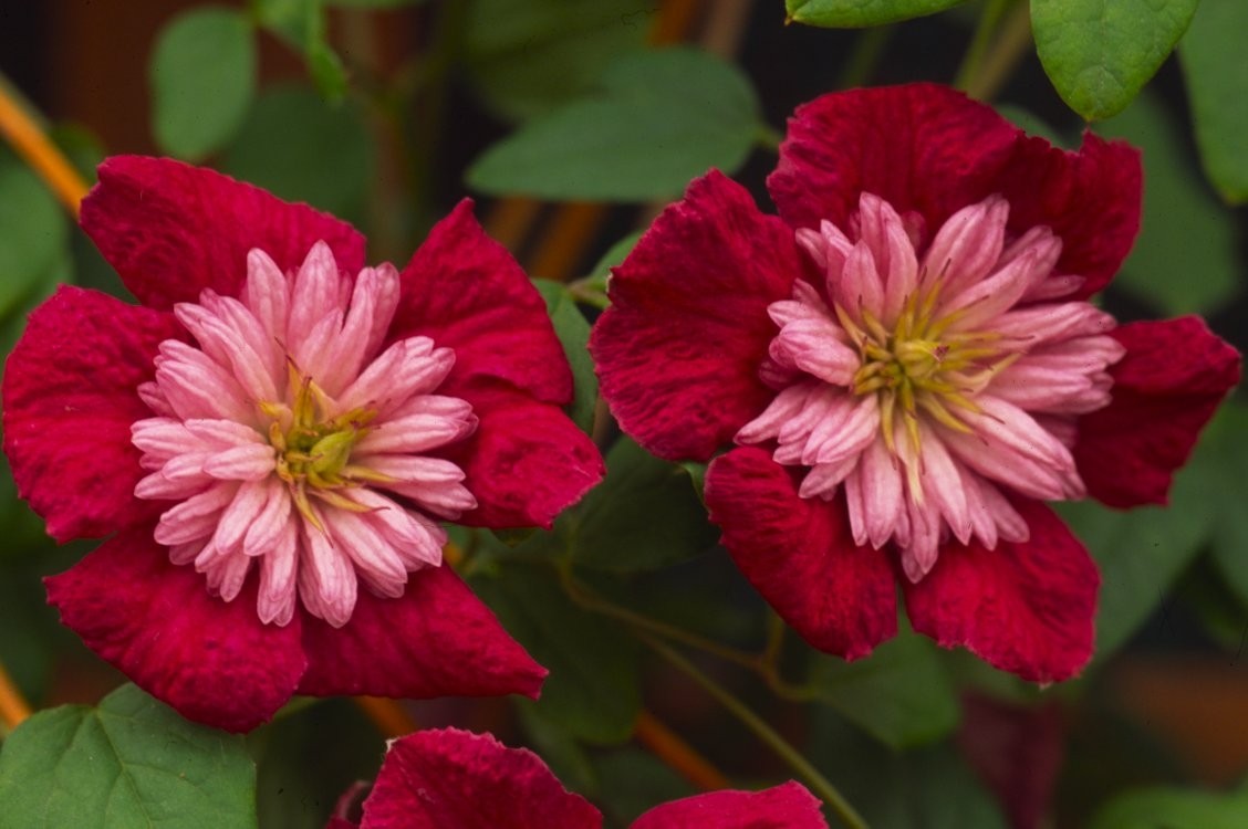 Clematis viticella Avant Garde - Summer Flowering Clematis