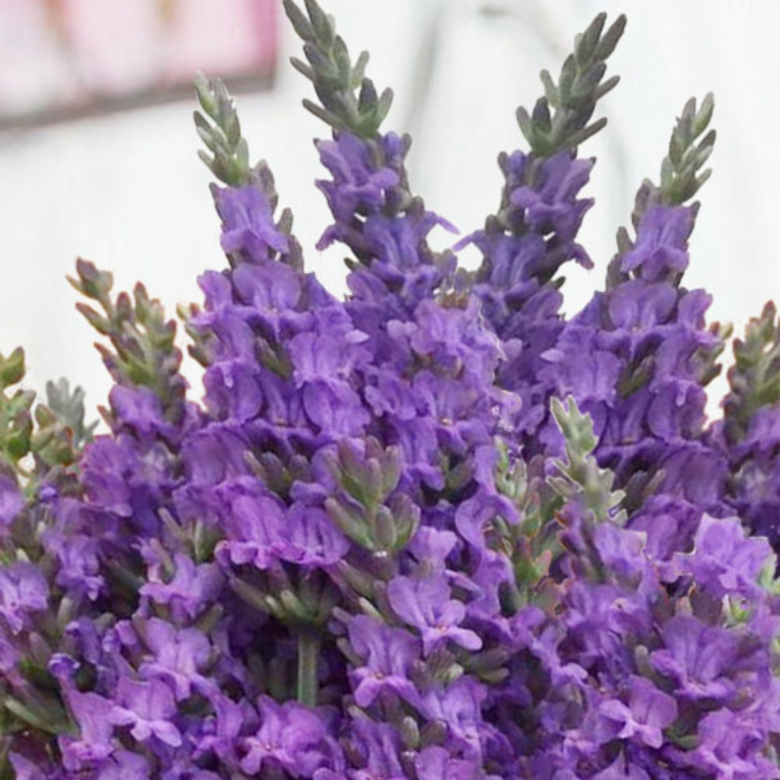 Lavender X Intermedia Sensational Lavandula Large Flowered 9204