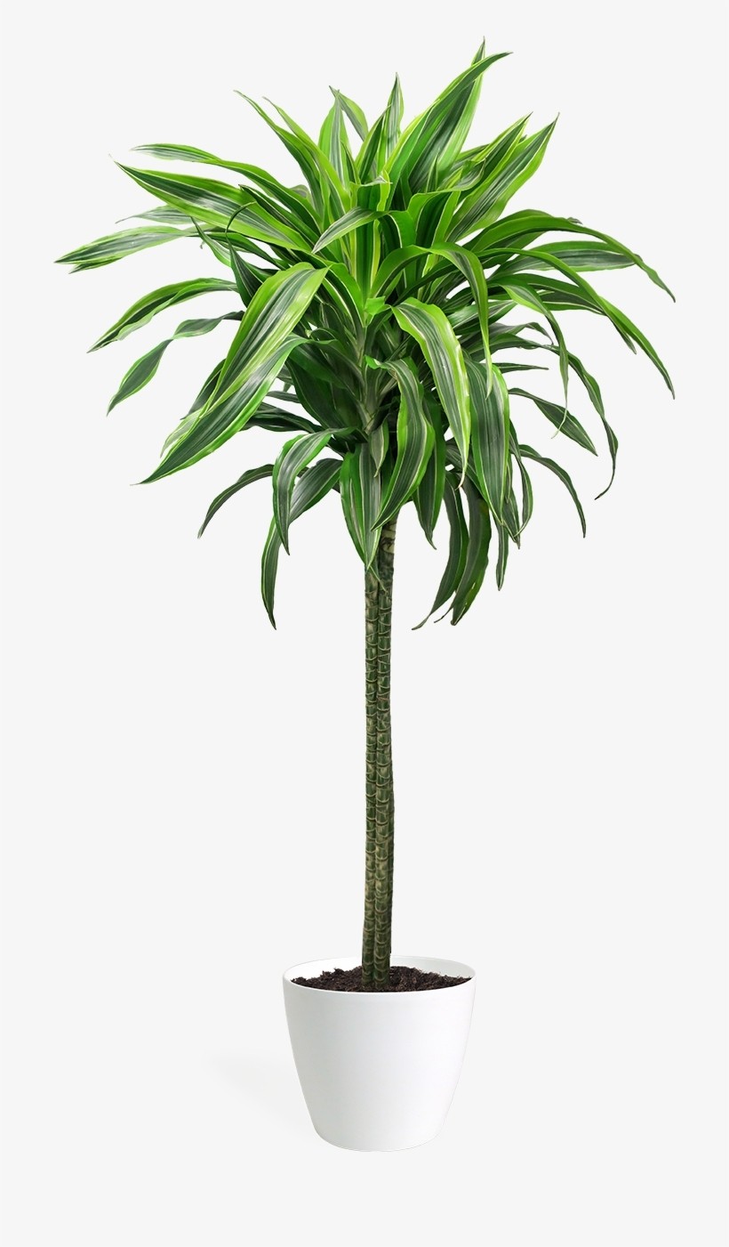 Dracaena Lemon Lime - Dragon Tree 80-100cm