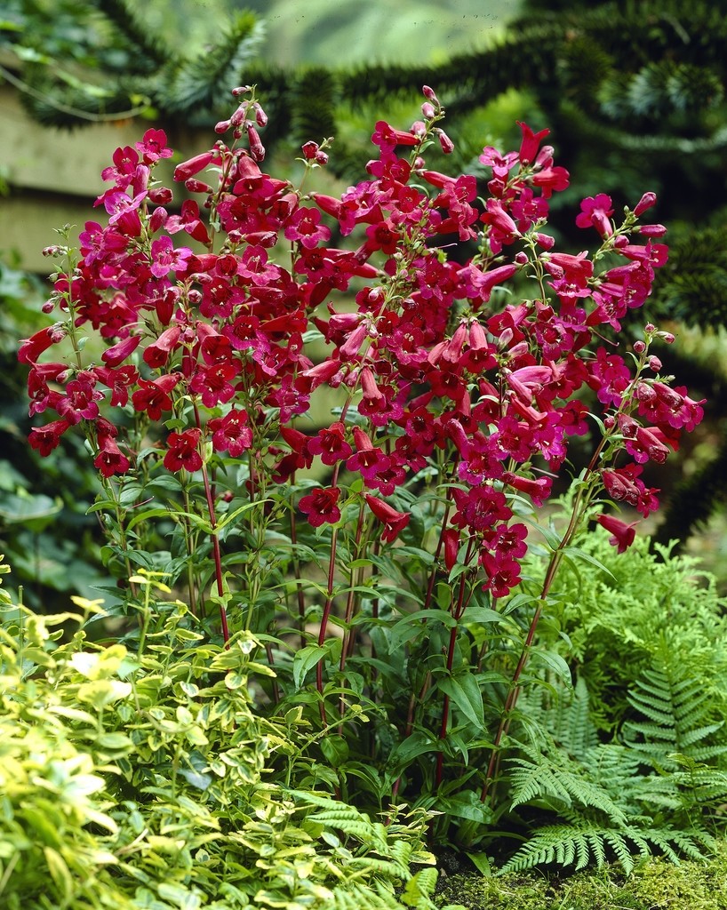 Penstemon 'Rich Ruby'