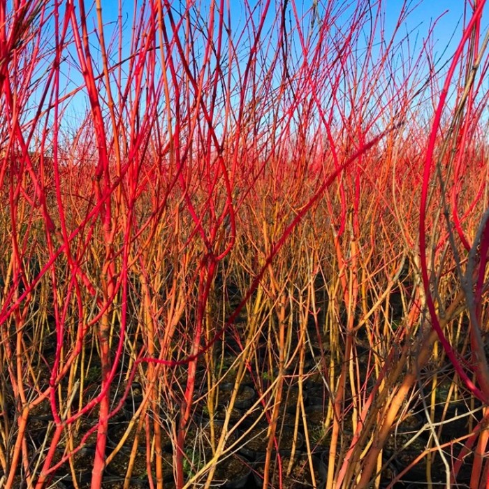 Acer palmatum Bihou - Bi Ho Golden Bark Japanese Maple Bi Hoo ...