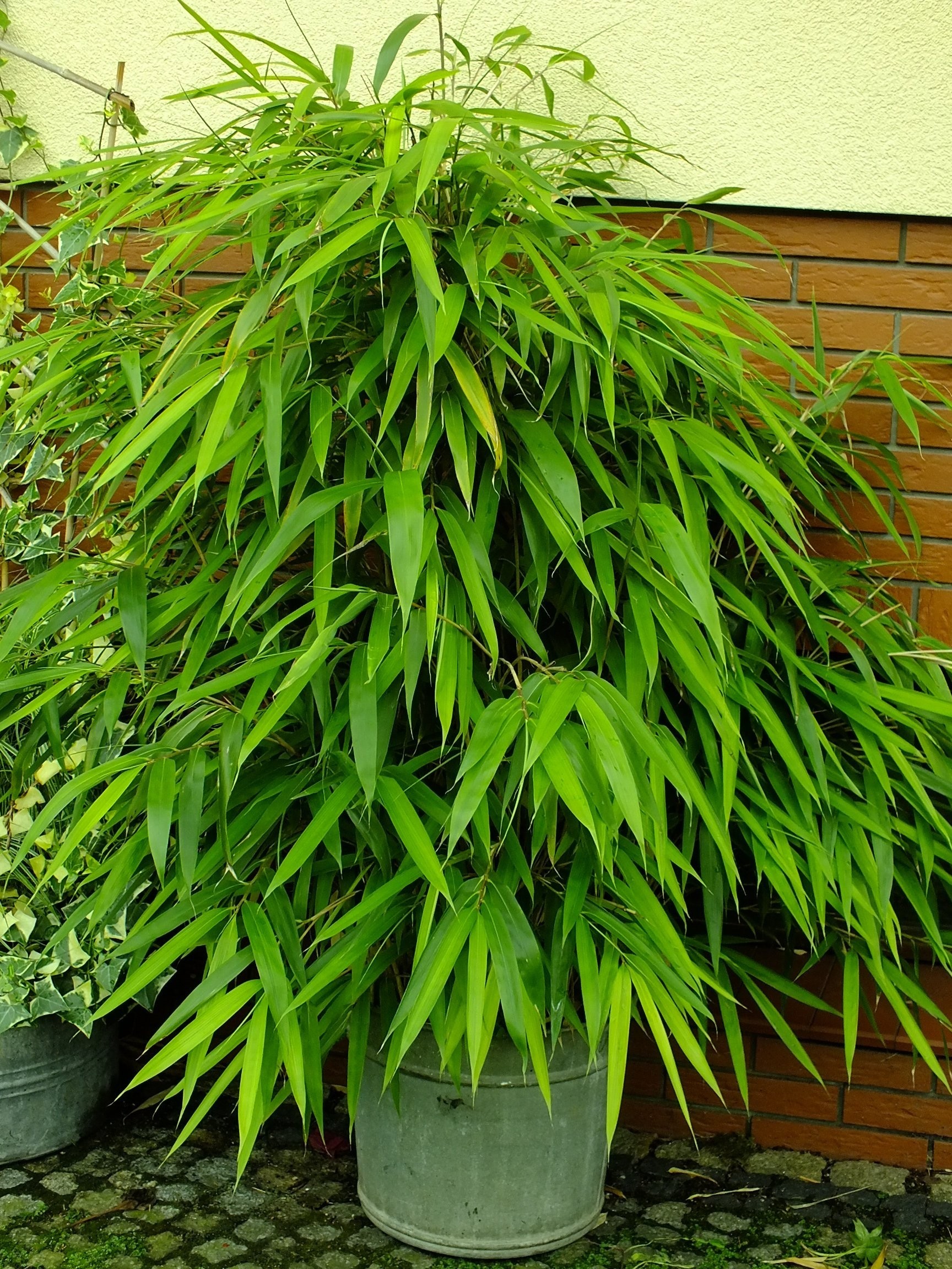 Pseudosasa Japonica - Arrow Bamboo - 150-200cm Tall Plants