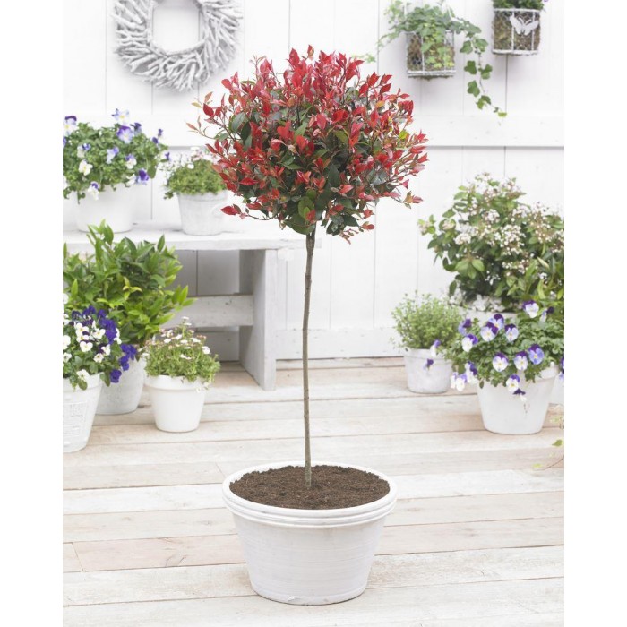 PAIR of Evergreen Photinia Little Red Robin Trees - circa 120cm ...