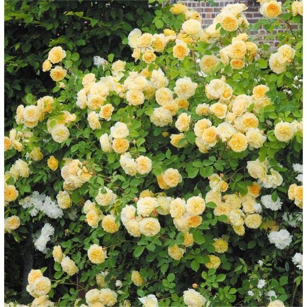 Page 4 | Climbing Roses for Sale UK | Gardening Express