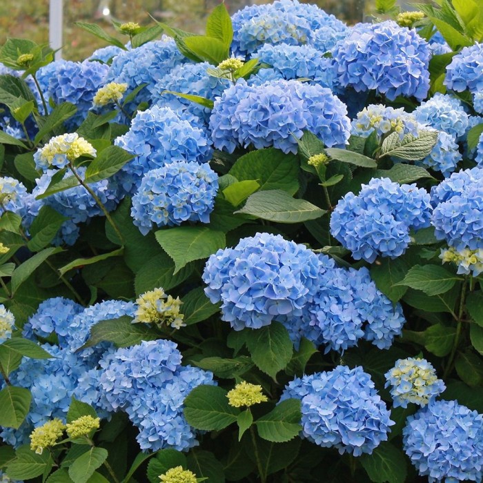 GIANT BLUE MOPHEAD Hydrangea macrophylla Verana Blue - Large Flowered ...