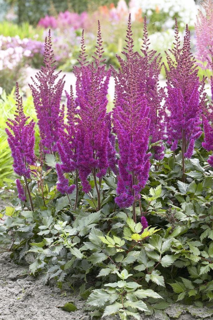 Astilbe Visions in Purple