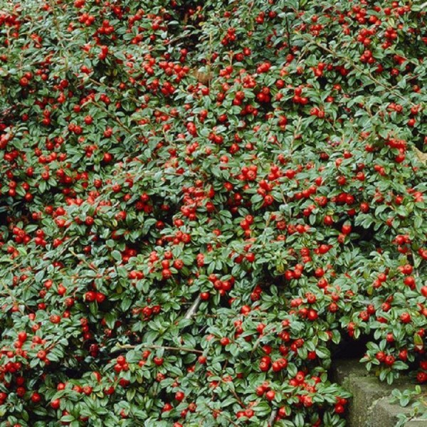 Cotoneaster Shrubs For Sale Buy Cotoneaster Plants Uk Delivery