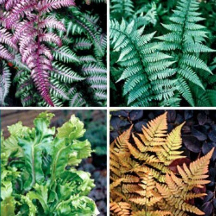 Fantastic Fern Collection - FIVE Different Plants in Assorted varieties