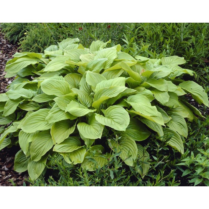 Hosta 'Royal Standard'