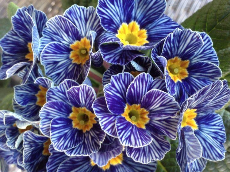 Primrose Blue Zebra Zebra Blue Primula Pack Of Six Plants