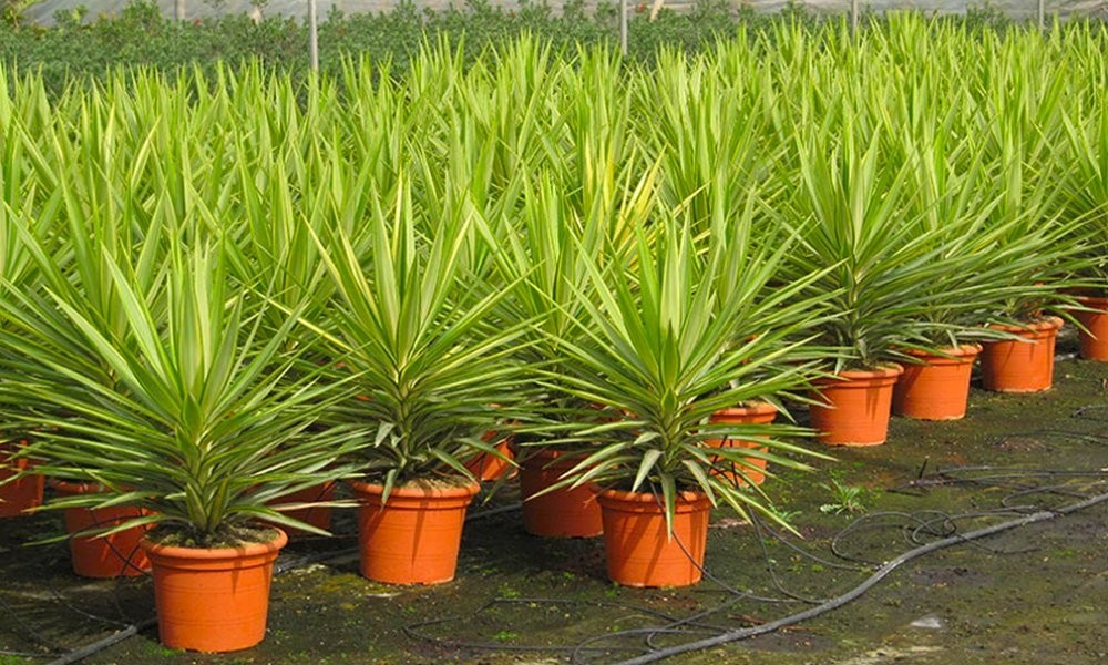 LARGE Patio Adams Needle Yucca Jewel Palm Trees - Approx 100-120cms