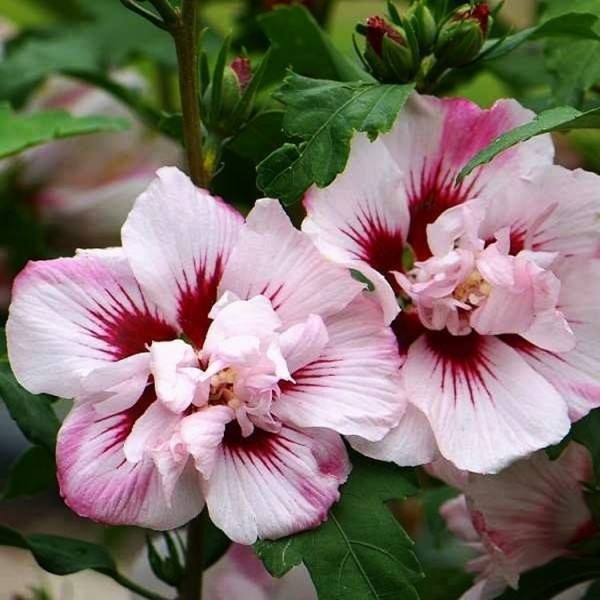 Camellia japonica 'Femme Fatale'