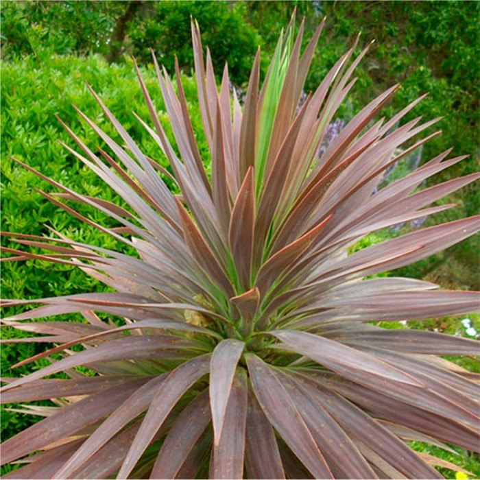 Yucca aloifolia 'Purpurea' - Spanish Dagger