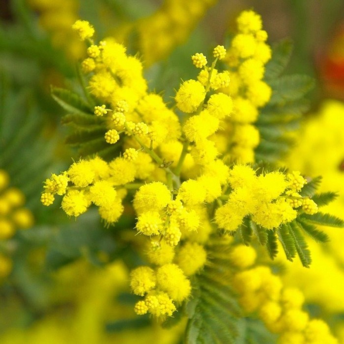 Acacia dealbata 'Gaulois Astier' - Mimosa Tree - 70-100cms