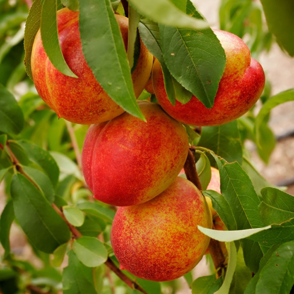 Patio Nectarine Tree Prunus Persica Var Nucipersica