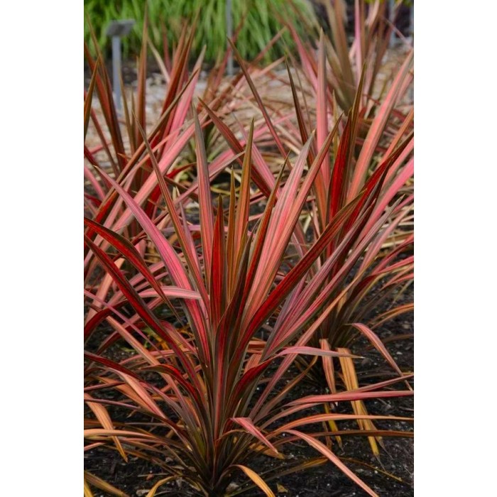 Cordyline australis Coral - New Coral-Pink Leaf Cordyline