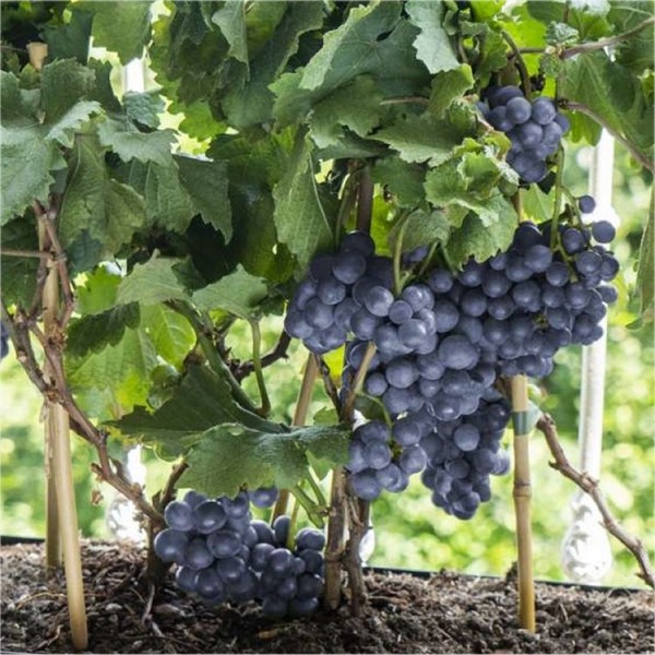 Grape Vines   Dwarf Grape Vine Vitis Pixie Pinot Noir 789 